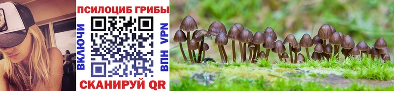 где можно купить   Нижний Ломов  Псилоцибиновые грибы Magic Shrooms 